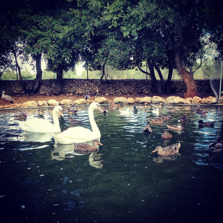 Agriturismo Tenuta Sant'Antonio Cerfignano Dış mekan fotoğraf