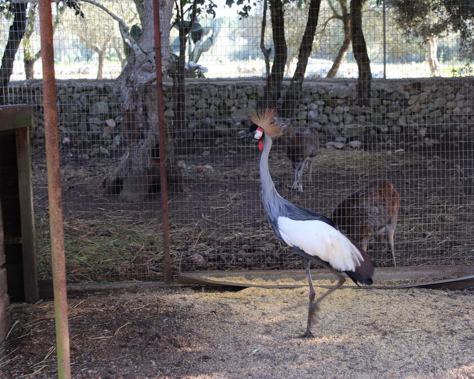 Agriturismo Tenuta Sant'Antonio Cerfignano Dış mekan fotoğraf